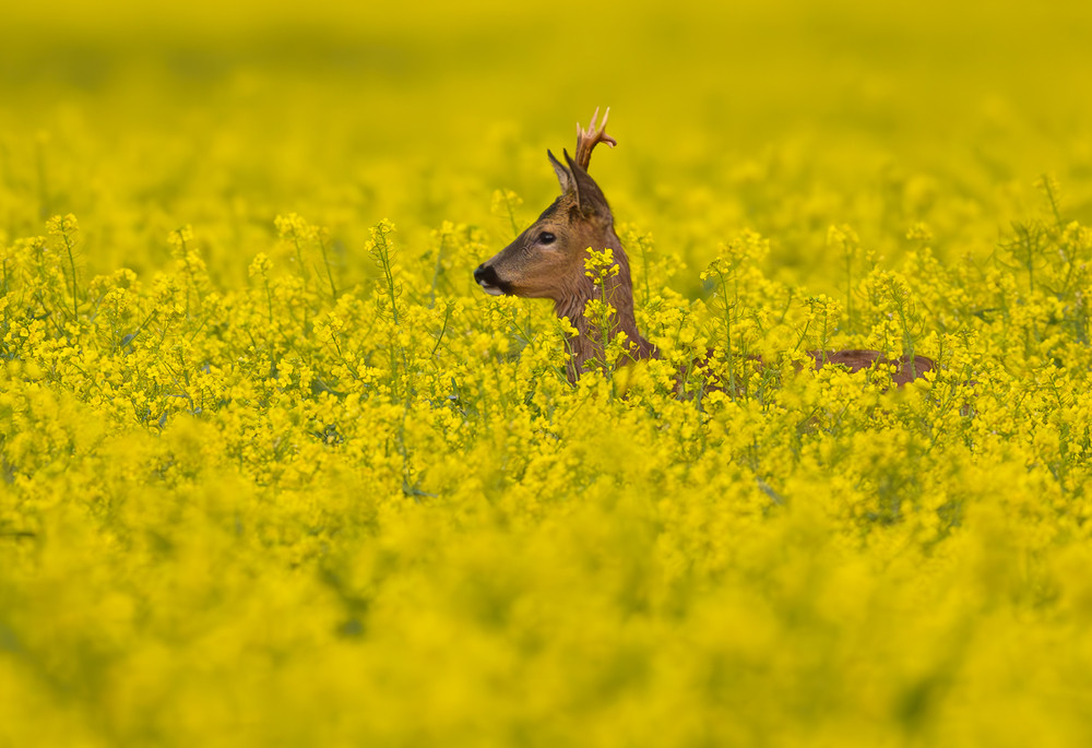 Some Photos: In Flowers
