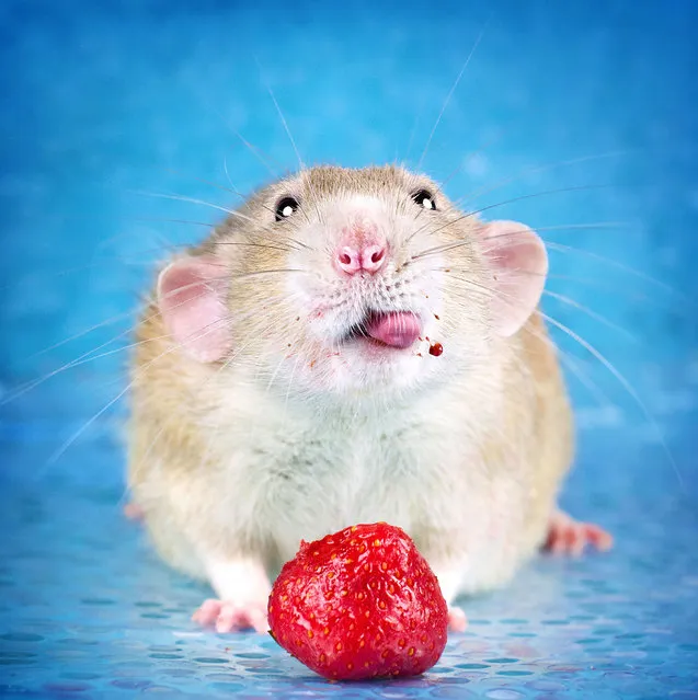 Diane Ozdamar's vibrant images feature rodents cutely cuddling flowers, eating fruit, playing with bubbles, and lovingly interacting with each other. (Photo by Diane Ozdamar/Caters News)