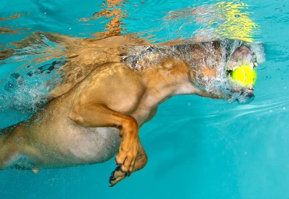 Dogs Diving for Tennis Balls
