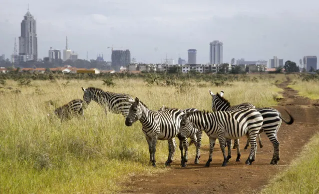 In this photo taken Thursday, July 30, 2015,  the city skyline is seen behind a group of zebras in the Nairobi National Park in Nairobi, Kenya. In Nairobi National Park, lions, rhinos and other animals roam just six miles (10 kilometers) from downtown Nairobi, but the carefully managed co-existence of wildlife and city life is constantly vulnerable to the pressures of urban expansion. (Photo by Khalil Senosi/AP Photo)