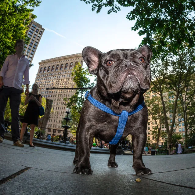Violet does her best Donald Trump impersonation in Madison Square Park, across from the triangular Flatiron building. (Photo by Mark McQueen/Caters News Agency)