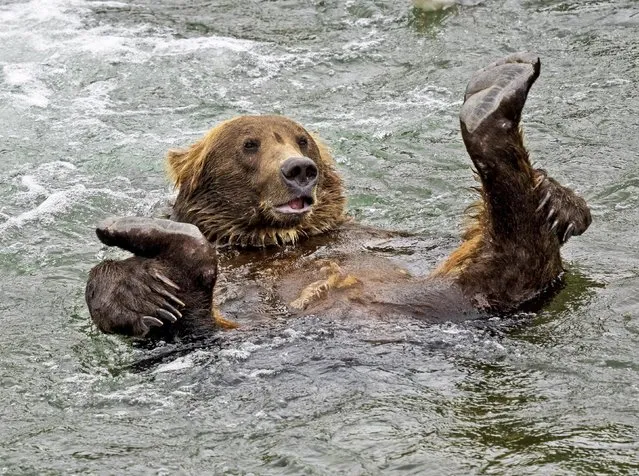 A brown bear seemed to enjoy the water at Brooks River in Alaska’s Katmai National Park in the second decade of September 2022. (Photo by Simon Roberts/Solent News)