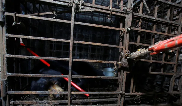 A man breaks a lock to rescue a sun bear in Nam Dinh province, south of Hanoi, Vietnam August 18, 2016. (Photo by Reuters/Kham)