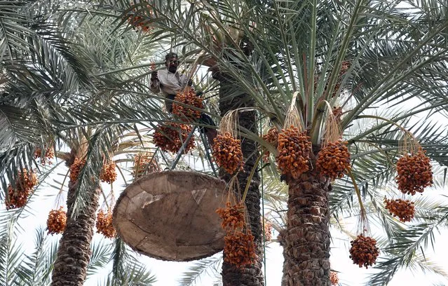A farm worker climbs a palm tree to pick dates during the annual harvest season at Dahshur, south Giza governorate, Egypt, 21 September 2022. (Photo by Khaled Elfiqi/EPA/EFE)