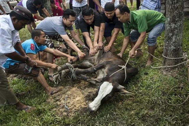Muslims prepare a cow to be sacrificed during the Eid al-Adha in Kuala Lumpur, Malaysia, September 24, 2015. (Photo by Ahmad Yusni/Reuters)