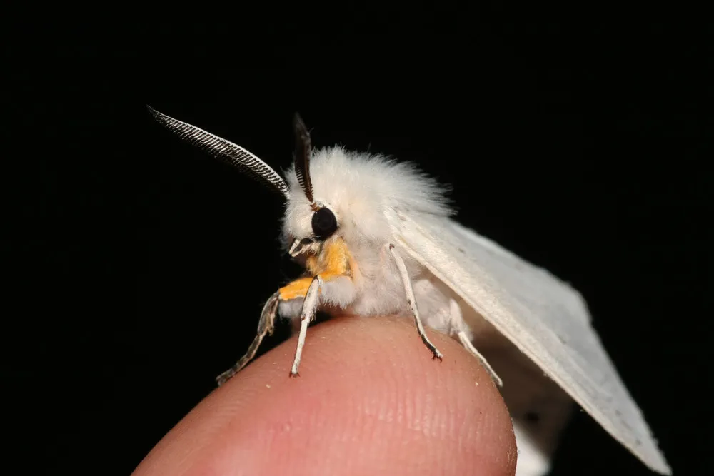 Venezuelan Poodle Moth