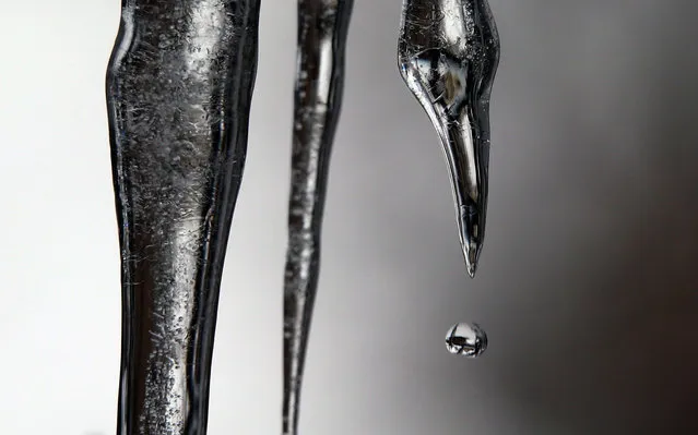 Water drops from melting icicles near Bad Woerishofen, Germany, 30 December 2017. (Photo by Karl- Josef Hildenbrand/DPA)