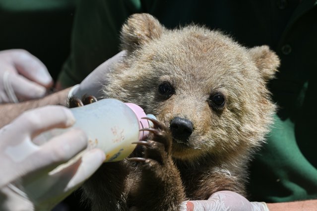 3-month-old bear cub named 'Boncuk,' the newest resident of Gaziantep Wildlife Park, is receives special care and attention in Gaziantep, Turkiye on May 18, 2025. (Photo by Adsiz Gunebakan/Anadolu via Getty Images)