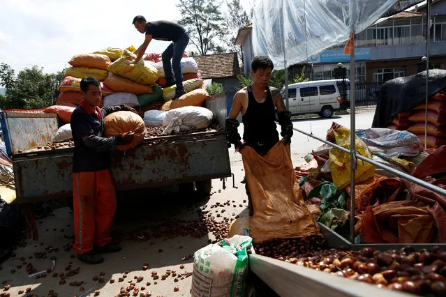 People sort chestnuts in Gulou Village outside China's Dandong, Liaoning province, at the border with North Korea, September 11, 2016. (Photo by Thomas Peter/Reuters)