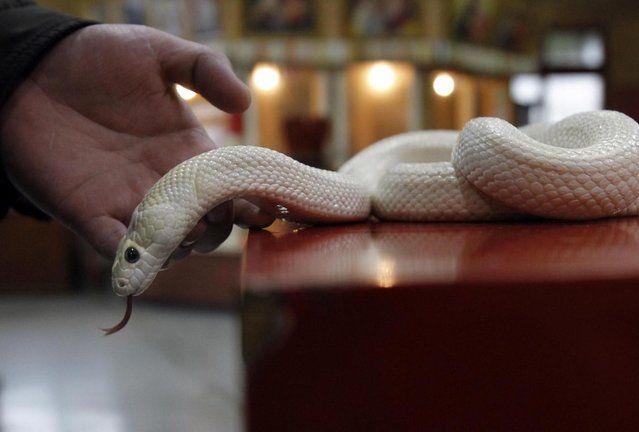 In this photo taken on Wednesday, January 9, 2013, ahead of the Chinese lunar new year of the Snake, following the Chinese zodiac, a devotee handles a genetically modified, auspicious, white snake on the altar at the Temple of White Snakes in Taoyuan county, in north western Taiwan. Director of the temple Lo Chin-shih said the new year of the snake would be a time of steady progress, in contrast to the more turbulent nature of the outgoing year of the dragon. The Chinese new year fall on February 10. (Photo by Wally Santana/AP Photo)
