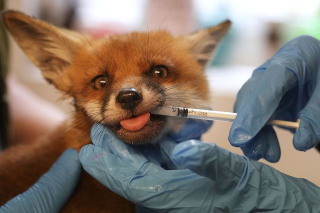 A volunteer injects medicine with a syringe into the snout of a fox after being rescued at the hospital run by The Fox Project near Tonbridge, England, Thursday, May 22, 2025. (Photo by Frank Augstein/AP Photo)