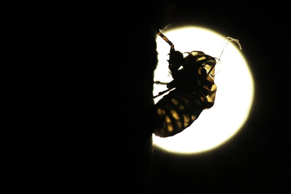 Some Photos: Insects