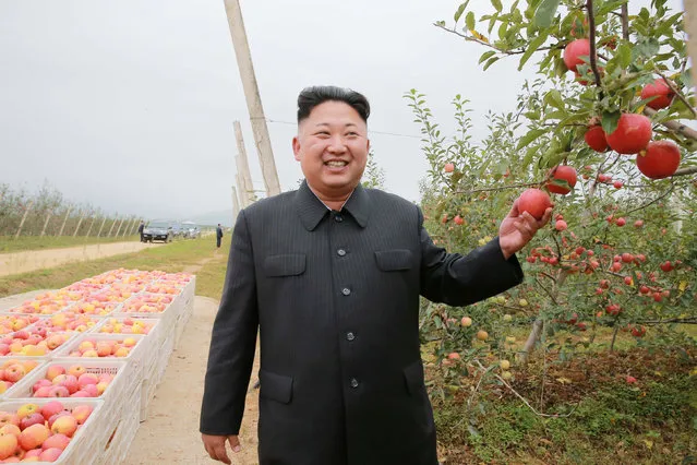 North Korean leader Kim Jong Un gives field guidance to the Kosan Combined Fruit Farm in this undated photo released by North Korea's Korean Central News Agency (KCNA) in Pyongyang September 18, 2016. (Photo by Reuters/KCNA)