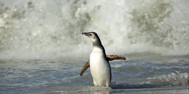 A lone penguin balancing cooly on a single foot as it catches a wave. (Photo by Shanu Subra/Solent News/SIPA Press)