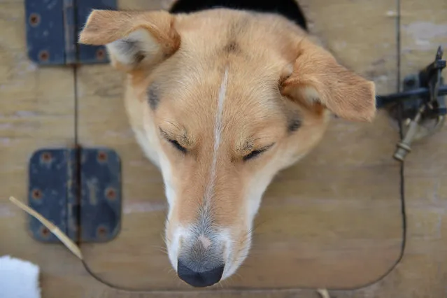 Shaynee Traska's team waits to unload during the Iditarod dog sled race in Anchorage, Alaska, U.S. March 3, 2018. (Photo by Mark Meyer/Reuters)
