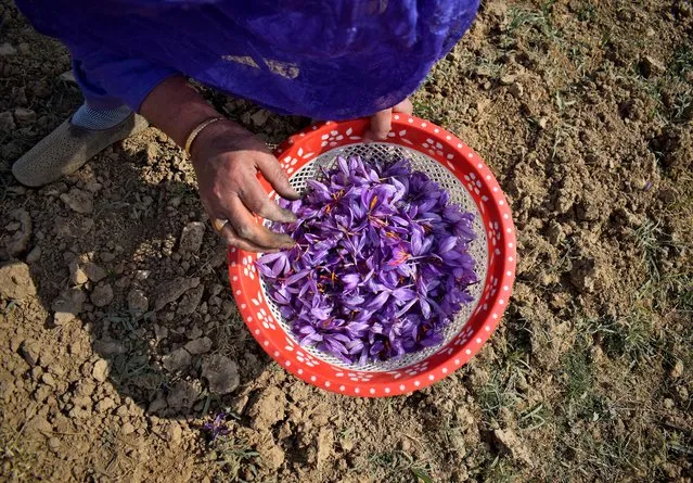 A woman collects saffron flowers at a field in Pampore, on the outskirts of Srinagar, October 29, 2020. (Photo by Sanna Irshad Mattoo/Reuters)