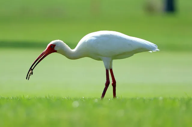 An ibis catches a mole cricket during the final round of The Honda Classic at PGA National Resort And Spa on February 26, 2023 in Palm Beach Gardens, Florida. (Photo by Sam Greenwood/Getty Images)