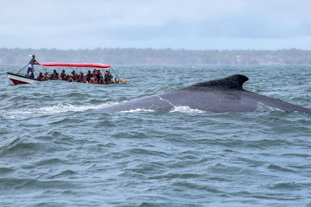 Tourists on a boat watch a humpback whale in the waters of the Pacific Ocean at Bahia Malaga Natural Park, Colombia, on August 29, 2025. Every year, between June and November, humpback whales undertake seasonal migration from the Antarctic Peninsula to the equatorial coast of Colombia to breed, feed, and rest. (Photo by Iusef Samir Rojas/AFP Photo)