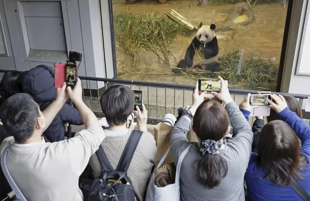 Visitors hold up smartphone to film Giant panda Xiang Xiang seen at a cage during her last viewing day at Ueno Zoo, before she returns to China for good, Sunday, February 19, 2023 in Tokyo, Japan. Xiang Xiang, who was born six years ago, is the first giant panda to be born and raised naturally at the zoo and is being sent back to China for breeding purposes.  (Photo by Masanori Takei/Kyodo News via AP Photo)