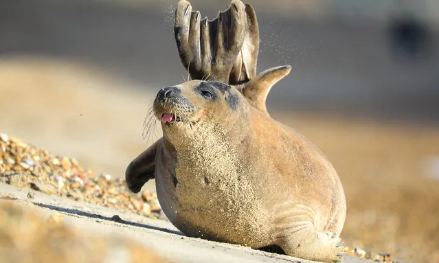 Sammy the seal, who has been a local celebrity throughout the year, has a stretch at Preston beach on November 10, 2020 in Weymouth, United Kingdom. (Photo by Finnbarr Webster/Getty Images)