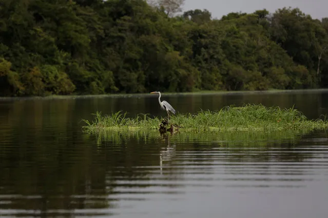 A heron is seen in the Mamiraua Sustainable Development Reserve in Uarini, Amazonas state, Brazil, March 7, 2018. (Photo by Bruno Kelly/Reuters)