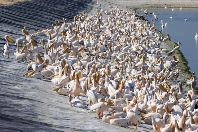 Great white pelicans are pictured at a reservoir in Mishmar HaSharon, north Israel's Mediterranean coastal city of Tel Aviv, on November 19, 2020. Thousands of migrant Pelicans pass though Israel on their way to Africa then again when they return to Europe in the summer. (Photo by Jack Guez/AFP Photo)