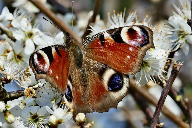 A peacock butterfly rests on the may blossoms in the sunshine at Harry Rocks in Dorset, United Kingdom on March 24, 2022. (Photo by Geoffrey Swaine/Rex Features/Shutterstock)