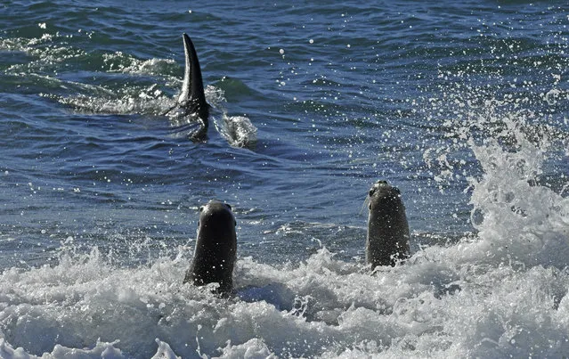 An orca whale hunts sea lion pups on a beach at Punta Norte, Valdes Peninsula, Argentina, Tuesday, April 17, 2018. The orcas' predatory ritual occurs annually in the Southern Atlantic coast in March and April, coinciding with the development of the sea lions when the young cubs are learning to swim. (Photo by Daniel Feldman/AP Photo)