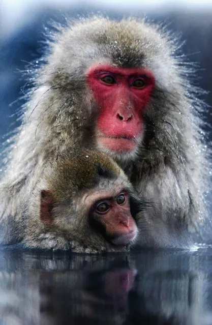 A Japanese macaque monkey and her baby enjoy sitting in the hot springs at Jigokudani-Onsen (Hell Valley) in Nagano-Prefecture, Japan. Japanese Macaques, also known as snow monkeys, are the most northerly nonhuman primate in the world. (Photo by Koichi Kamoshida/Getty Images)