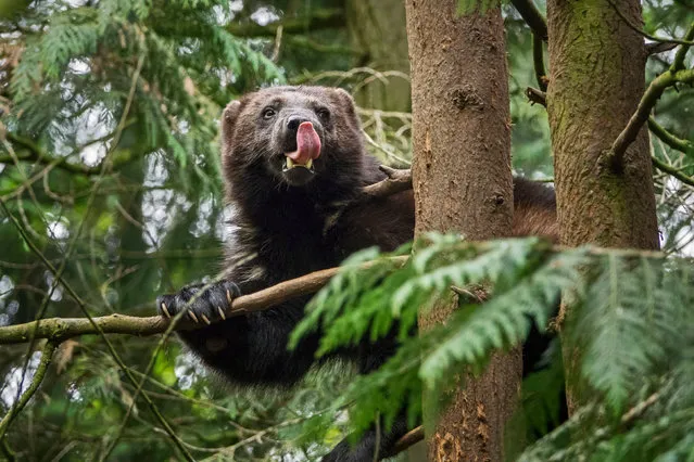 A wolverine in Kuhmo, Finland, captured by wildlife photographer Sam Hobson, on Sony’s RX10 III, featuring an extended zoom to ensure the endangered animal was not disturbed on the shoot to highlight species across the globe at risk of extinction. (Photo by Sam Hobson/Sony/PA Wire)