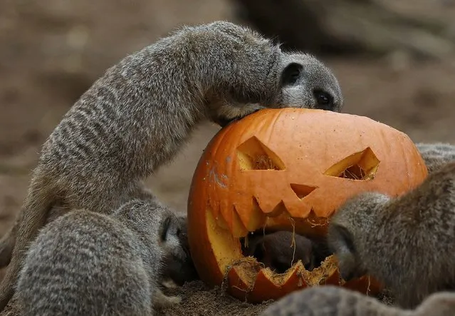 Meerkats search for food inside a carved Halloween pumpkin in their enclosure as part of the Enchantment event at Chester Zoo in Chester, Britain October 24, 2016. (Photo by Phil Noble/Reuters)
