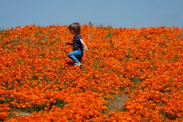 Eli Karp, visiting from Thousand Oaks, Calif., with his family, walks in a field of blooming poppies near the Antelope Valley California Poppy Reserve, Monday, April 10, 2023, in Lancaster, Calif. (Photo by Marcio Jose Sanchez/AP Photo)