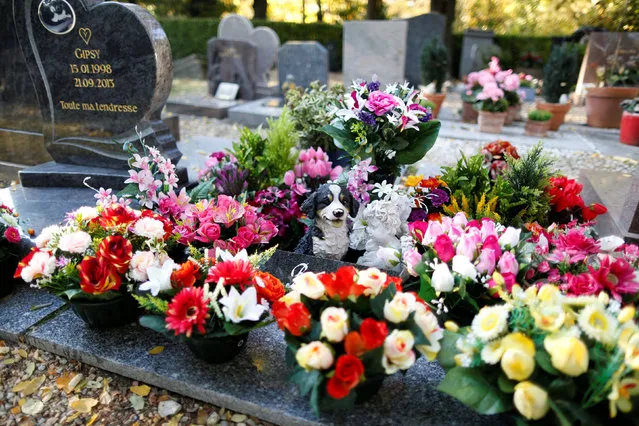 Fresh flowers are seen on the grave of a dog at the cimetiere des chiens (Cemetery of dogs) ahead of the commemoration of All Saints Day at the Montmartre cemetery in Asnieres, northern Paris, France, October 30, 2016. (Photo by Charles Platiau/Reuters)