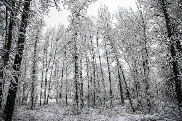 Fresh snow clings to trees near Big Bend, California, December 4, 2015. (Photo by Max Whittaker/Reuters)