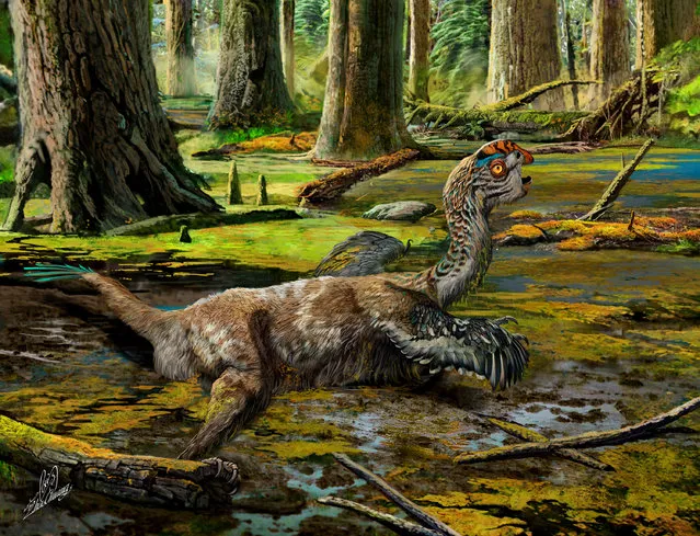 The last-ditch struggle of Tongtianlong limosus as it was mired in mud is seen in an undated artist reconstruction. Chinese construction workers excavating bedrock recently made an explosive discovery when they inadvertently unearthed an unusual new species of feathered dinosaur. The animal lived about 66 to 72 million years ago, right before a giant impact wiped out large dinosaurs in a catastrophic mass extinction. Scientists named the new species Tongtianlong limosus, or “muddy dragon on the road to heaven” – a prosaic way to describe its final moments before death, mired in mud with its limbs and head outstretched, struggling to escape. “This new dinosaur is one of the most beautiful, but saddest, fossils I’ve ever seen”, Steve Brusatte, of the University of Edinburgh’s School of Geosciences, says in a press statement. “But we’re lucky that the mud dragon got stuck in the muck, because its skeleton is one of the best examples of a dinosaur that was flourishing during those final few million years before the asteroid came down and changed the world in an instant”. (Photo by Zhao Chuang/Reuters)