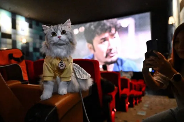 A pet cat explores the seats inside a movie theatre on the opening day of the pet-friendly i-Tail Pet Cinema opening at Major Cineplex inside Mega Bangna shopping mall in Samut Prakan on June 10, 2023. (Photo by Lillian Suwanrumpha/AFP Photo)