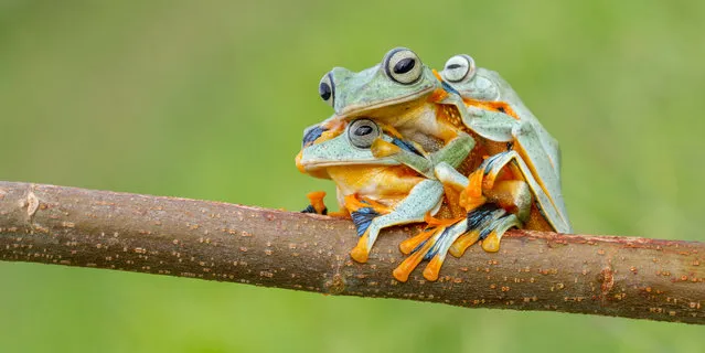 The three black webbed tree frogs. (Photo by Hendy Mp/SOLENT News)