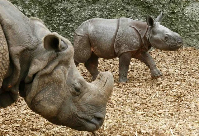 Nine-day old male Indian rhinoceros Jari walks beside his 18-year old mother Quetta in an outdoor enclosure at the zoo in Basel September 18, 2012.  Jari  was born last Monday weighing around 60 kilos (132.3 pounds).     REUTERS/Arnd Wiegmann