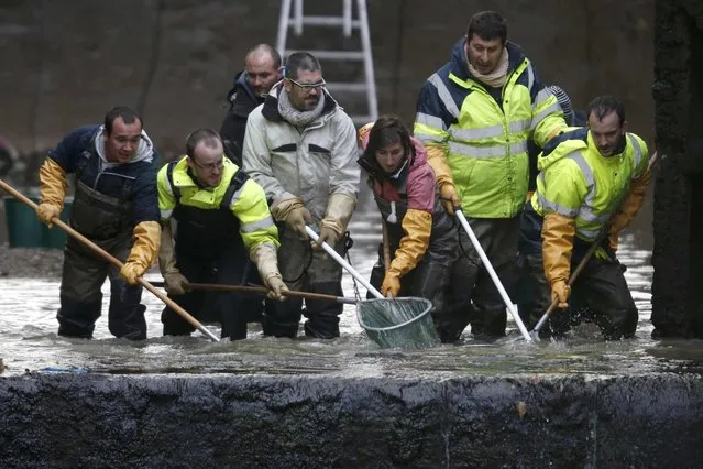 Workers catch fish inside a lock during the draining of the Canal Saint-Martin in Paris, France, January 6, 2016. (Photo by Charles Platiau/Reuters)