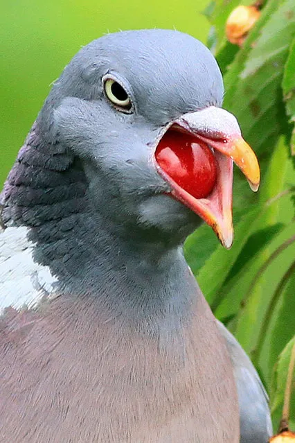 A pigeon eating cherries in Bydgoszcz, Poland on September 14, 2018. The pigeon was captured at dinnertime, as he was caught on camera with its mouth full of a cherry. (Photo by Piotr Grny/Caters News Agency)