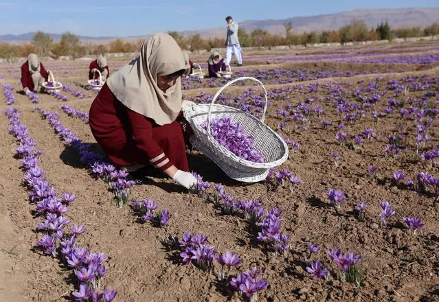 Afghan women collect saffron flowers in the Karukh district of Herat, Afghanistan, November 5, 2016. (Photo by Mohammad Shoib/Reuters)
