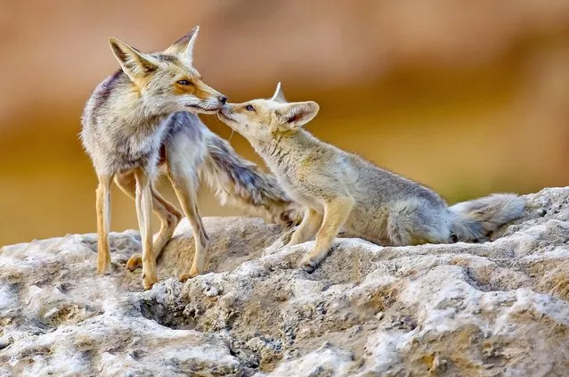 A pair of fox cubs, which are about six months old, play-fight on rocks at a quarry in the Negev region of southern Israel early September 2023. (Photo by David Manusevitch/Solent News)