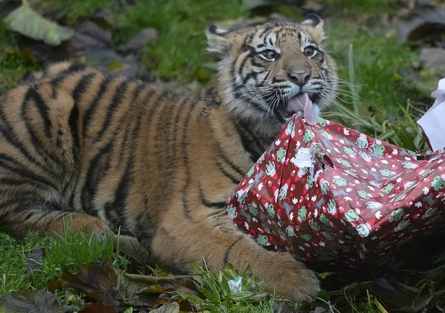 Sumatran tiger cub Achilles opens up a Christmas present in its enclosure at London Zoo, in London, Britain December 15, 2016. (Photo by Hannah McKay/Reuters)