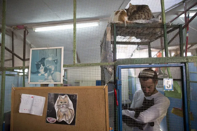 A volunteer treats a cat in the shelter house for feral cats at the SPCA (Society for Prevention of Cruelty to Animals) in Jerusalem, Israel, 06 January 2016. (Photo by Abir Sultan/EPA)