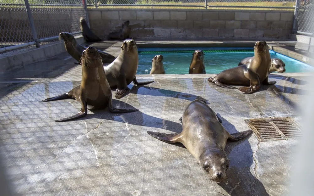 California's Starving Sea Lions