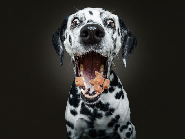Luna the dalmatian. (Photo by Christian Vieler/Caters News Agency)