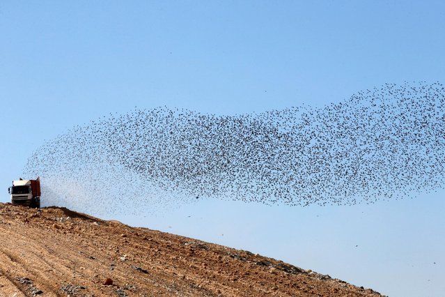 A murmuration of migrating starlings is seen across the sky at a landfill near the city of Beer Sheva, southern Israel December 26, 2016. (Photo by Baz Ratner/Reuters)
