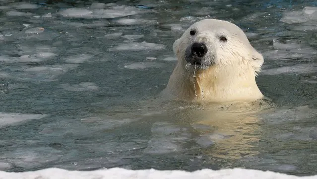 Felix, a 9-year-old male polar bear, swims in a pool for the first time after winter at the Royev Ruchey zoo in a suburb of Russia's Siberian city of Krasnoyarsk March 22, 2015. (Photo by Ilya Naymushin/Reuters)