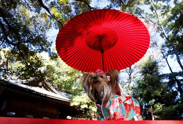 A pet dog has its picture taken by its owner during a Shichi-Go-San blessing, traditionally performed for young children to ask for health and happiness, at Zama Shrine in Zama, Kanagawa Prefecture, near Tokyo, Japan on November 14, 2023. (Photo by Kim Kyung-Hoon/Reuters)