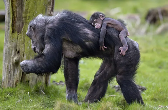 Baby chimpanzee Dayo sleeps on the back of its mother on a warm spring Tuesday, April 7, 2015 at the zoo in Gelsenkirchen, Germany. (Photo by Martin Meissner/AP Photo)